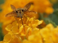 Skipper 5